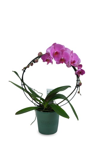 Mini Orkide kategori ikonu