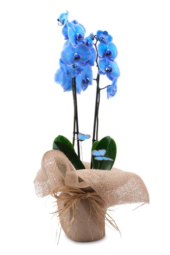 Orkide kategori ikonu