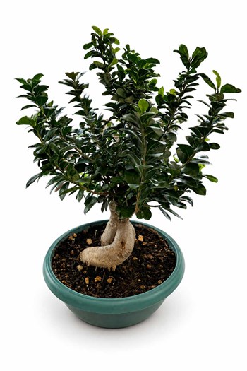 çanakkale bonsai,ficus ginseng,premium salon bitkisi