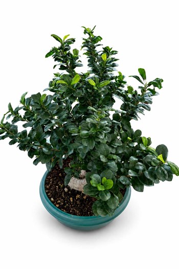 çanakkale bonsai,ficus ginseng,premium salon bitkisi