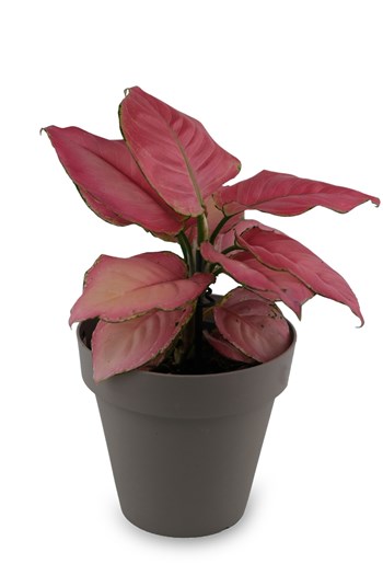 aglaonema pink star, pembe yapraklı bitki, koleksiyonluk iç 