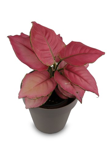 aglaonema pink star, pembe yapraklı bitki, koleksiyonluk iç 