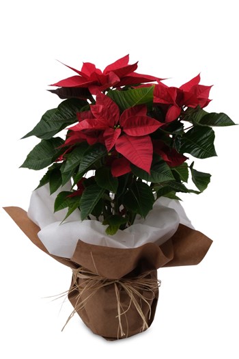 atatürk çiçeği poinsettia yılbaşı çiçeği