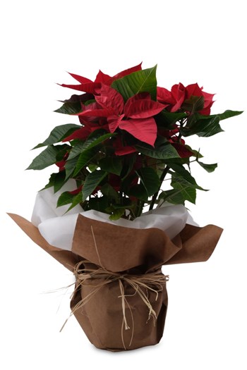 atatürk çiçeği poinsettia yılbaşı çiçeği