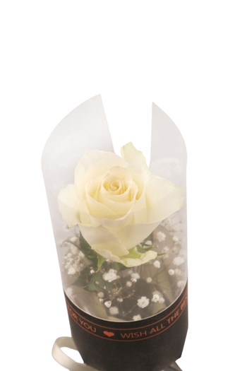 beyaz gül, tekli gül, çanakkale çiçek