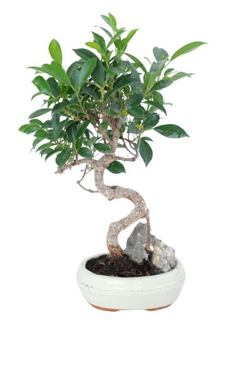 En uygunu → ficus ginseng bonsai hediye