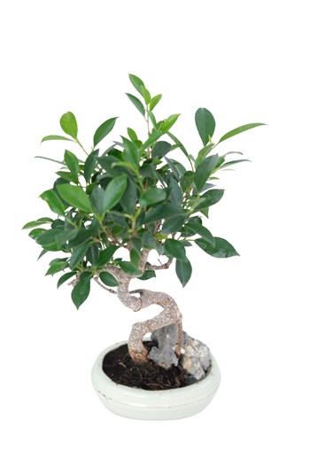 En uygunu → ficus ginseng bonsai hediye