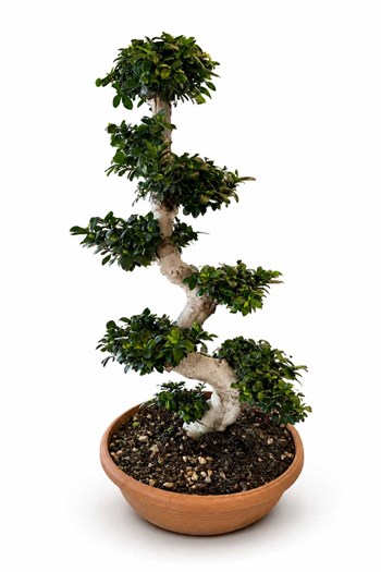 çanakkale bonsai,bonsai ağacı çanakkale,ficus ginseng 