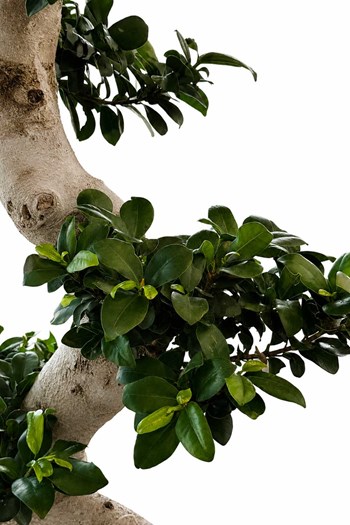 çanakkale bonsai,bonsai ağacı çanakkale,ficus ginseng 