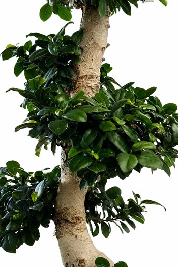 çanakkale bonsai,bonsai ağacı çanakkale,ficus ginseng 
