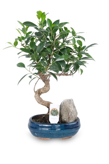 ficus ginseng bonsai ofis masaüstü bonsai dekor bonsai saksı