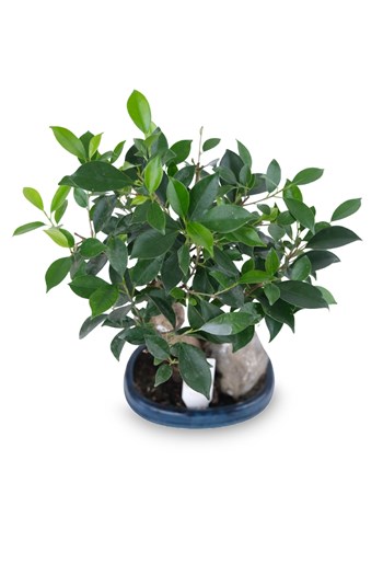 ficus ginseng bonsai ofis masaüstü bonsai dekor bonsai saksı
