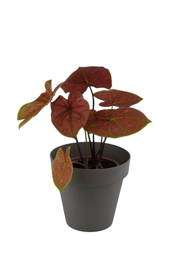caladium burning heart