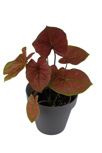 caladium burning heart