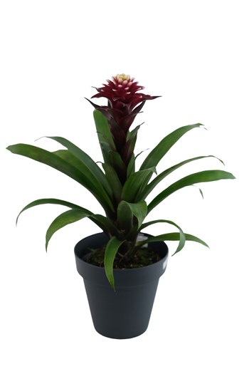 guzmania burgundy, bromeliad, tropikal bitki, bordo çiçek, i