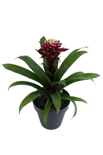guzmania burgundy, bromeliad, tropikal bitki, bordo çiçek, i
