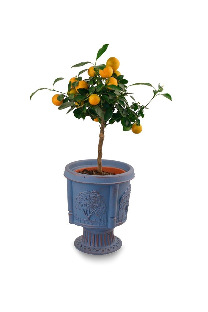 calamondin, filipin limonu, saksı ağacı