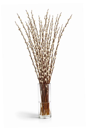 kedicik söğüt salix caprea dekoratif dal vazo dalı doğal 