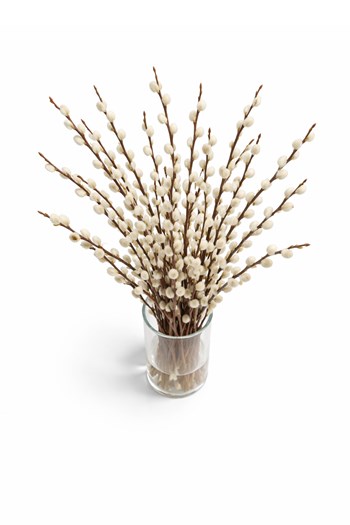 kedicik söğüt salix caprea dekoratif dal vazo dalı doğal 