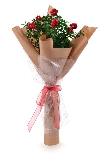 kokina kokina çiçeği yılbaşı çiçeği kokina buket