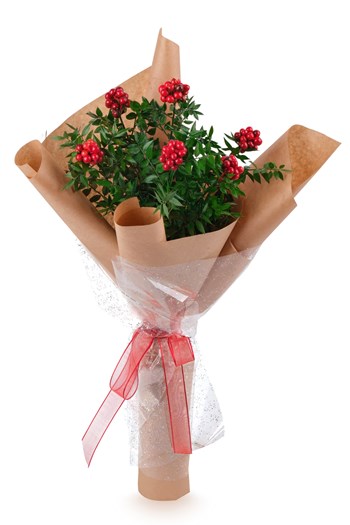 kokina kokina çiçeği yılbaşı çiçeği kokina buket