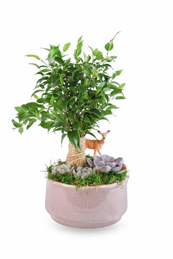 ficus bonsai aranjman hediye