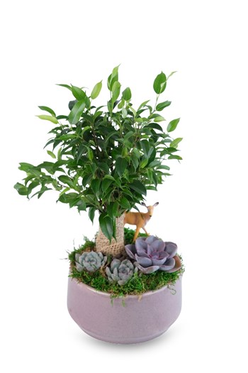 ficus bonsai aranjman hediye