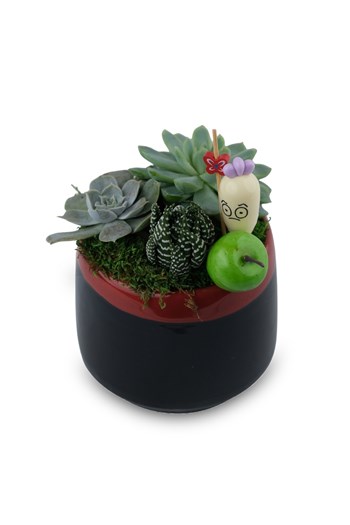 öğretmenler günü mini sukulent