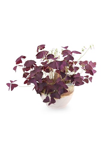 mor yonca, oxalis bitkisi, çanakkale saksı bitkisi