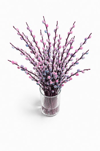 70 cm kedicik söğüt, renkli salix, 15 dal salix