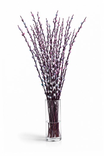 70 cm kedicik söğüt, renkli salix, 15 dal salix