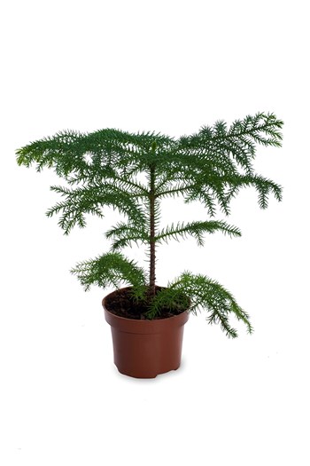 arokarya salon çamı çanakkale saksı bitkisi