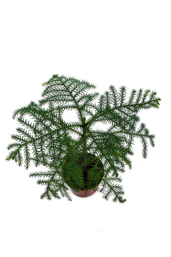 arokarya salon çamı çanakkale saksı bitkisi