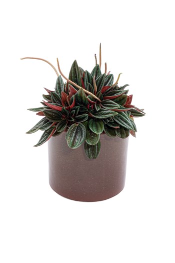 punica peperomia saksı bitkisi çanakkale bitki gönder