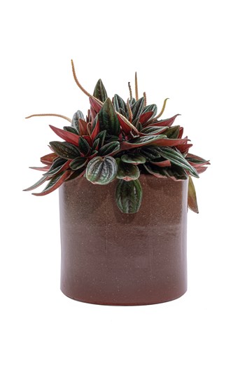 punica peperomia saksı bitkisi çanakkale bitki gönder