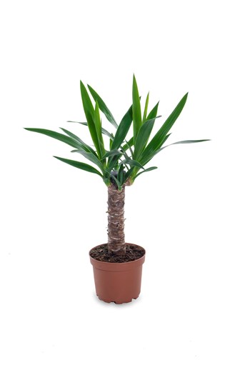 punica yucca bitkisi çanakkale saksı bitkisi gönder