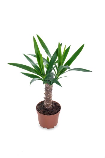 punica yucca bitkisi çanakkale saksı bitkisi gönder