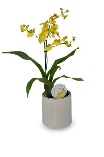 sarı oncidium orkide saksı beton saksı oncidium orkide
