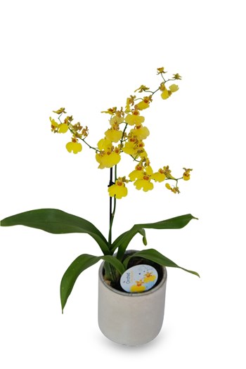 sarı oncidium orkide saksı beton saksı oncidium orkide