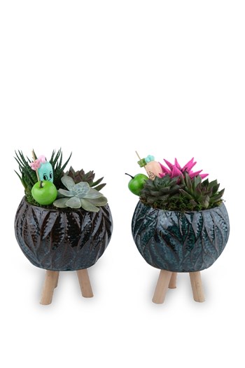 iki model sukulent aranjman