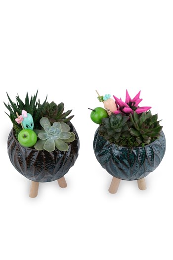 iki model sukulent aranjman