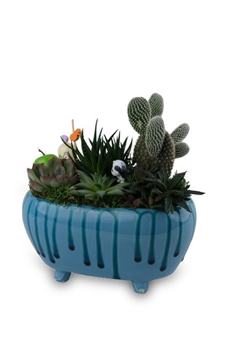 mavi seramik sukulent aranjman