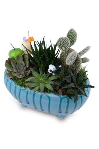 mavi seramik sukulent aranjman