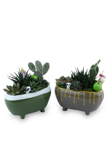 iki renk sukulent aranjman