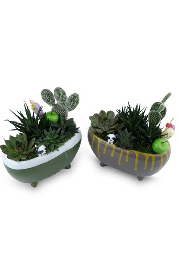 iki renk sukulent aranjman