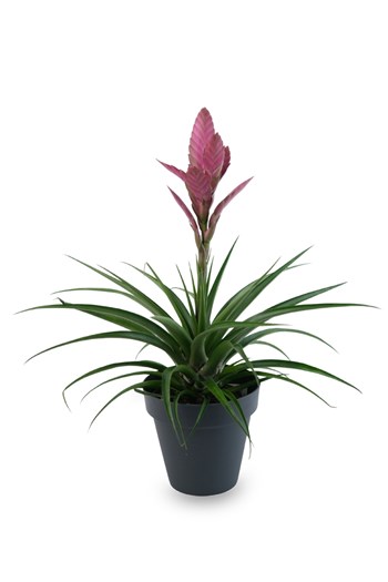 bromeliad, tillandsia cyanea, pink quill