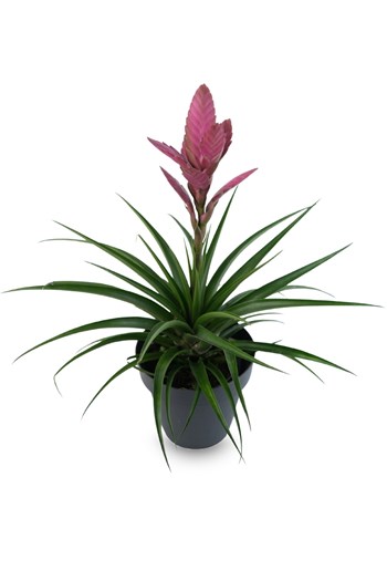 bromeliad, tillandsia cyanea, pink quill